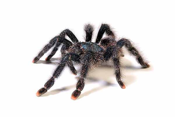 Ptasznik metaliczny (Avicularia metallica)