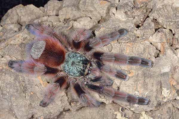 Ptasznik wielobarwny (Avicularia versicolor)