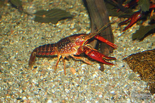 (Procambarus clarkii)