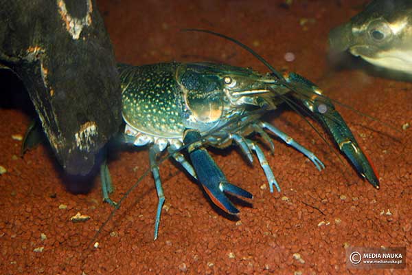 Rak queenslandzki (Cherax quadricarinatus)