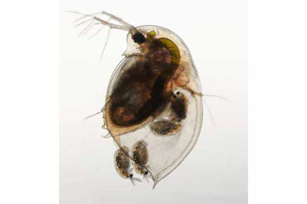 Rozwielitka, dafnia (Daphnia sp.)