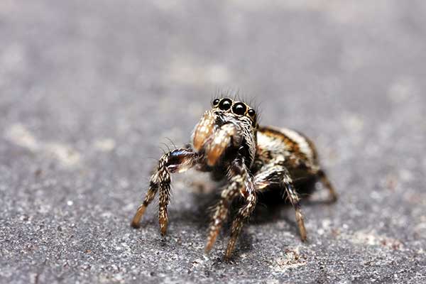 Skakun arlekinowy (Salticus scenicus)