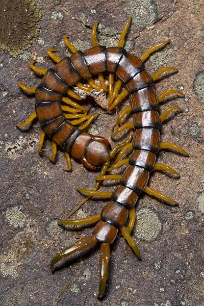 Skolopendra paskowana (Scolopendra cingulata)