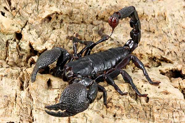 Skorpion cesarski, strasznik wielki (Pandinus imperator)
