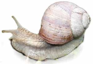 Ślimak winniczek (Helix pomatia)