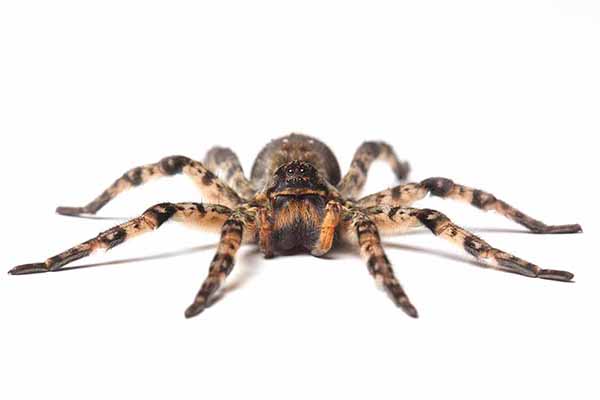 Tarantula ukraińska (Lycosa singoriensis)