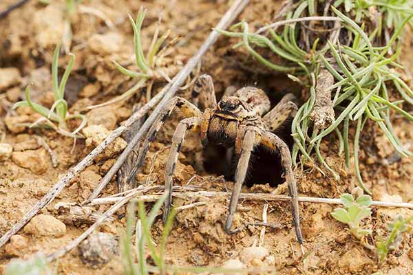 Tarantula włoska (Lycosa tarantula)