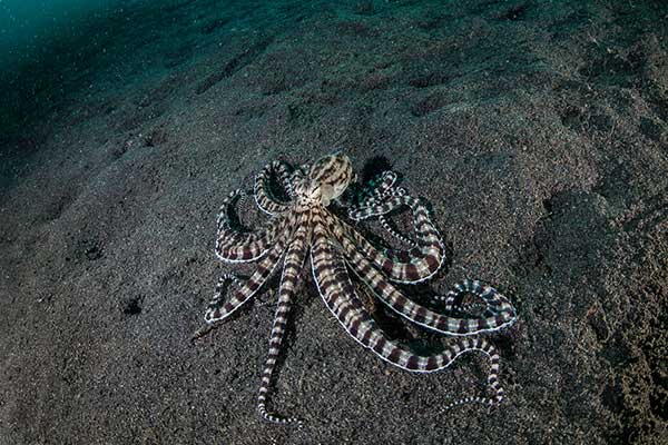 (Thaumoctopus mimicus)