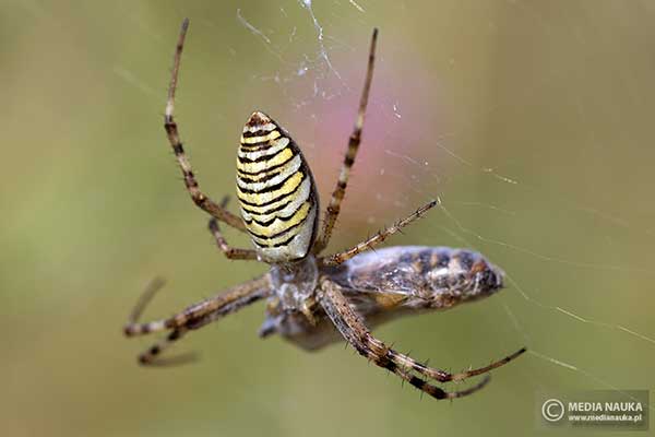 Tygrzyk paskowany (Argiope bruennichi)