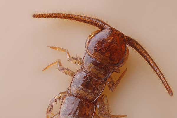 Wij drewniak (Lithobius forficatus)