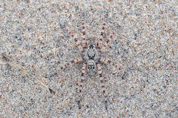 Wymyk szarawy (Arctosa cinerea)