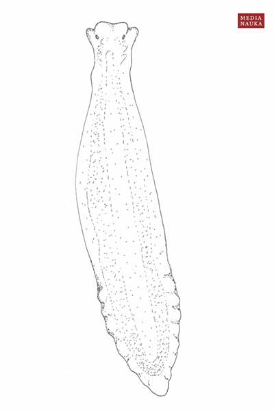 Wypławek biały (Dendrocoelum lacteum)