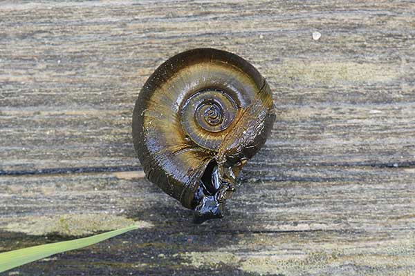 Zatoczek rogowy (Planorbarius corneus)