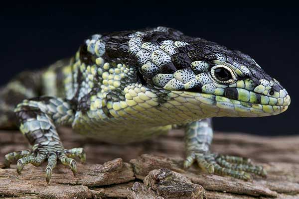 (Abronia taeniata)