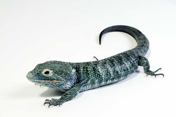 (Abronia vasconcelosii)