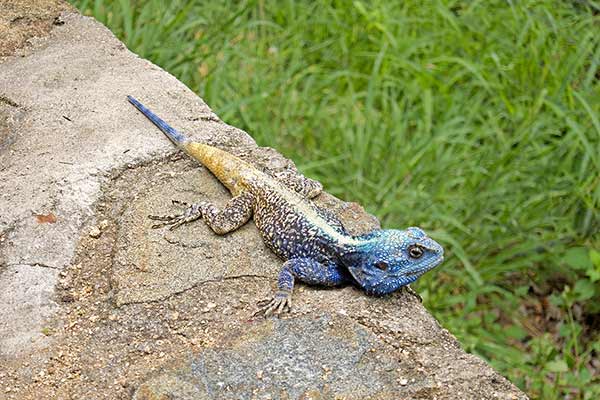 (Acanthocercus atricollis)