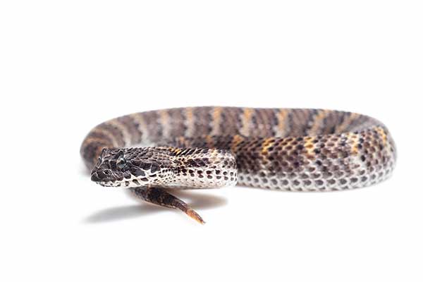 (Acanthophis rugosus)