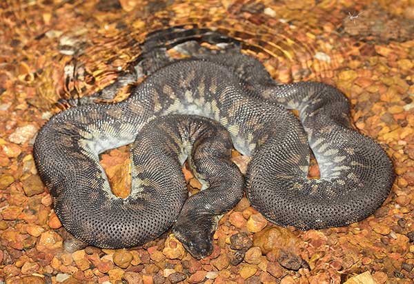 (Acrochordus arafurae)