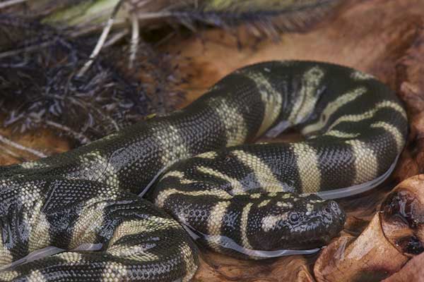 (Acrochordus granulatus)