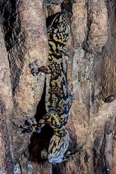 (Afroedura hawequensis)