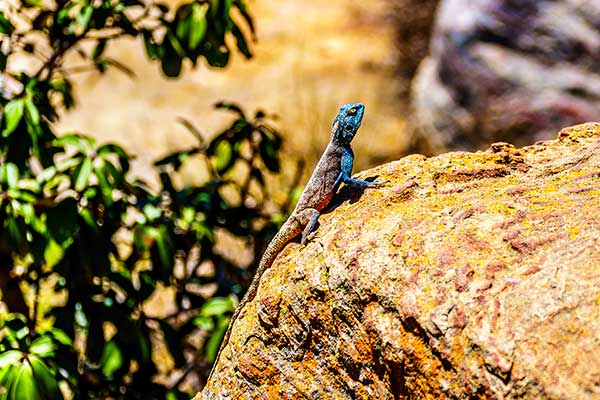(Agama atra)