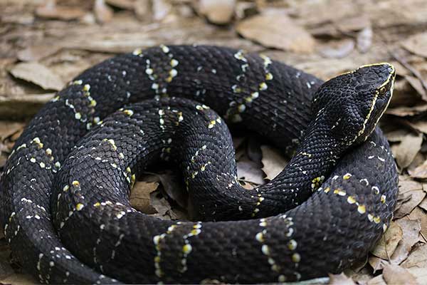 Mokasyn meksykański (Agkistrodon bilineatus)