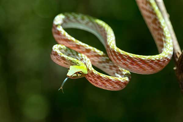 (Ahaetulla prasina)