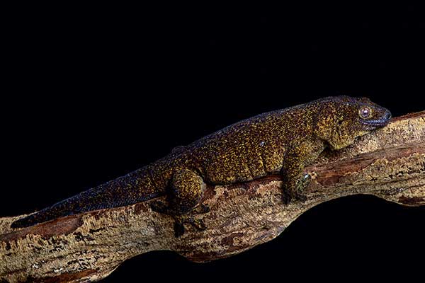 (Ailuronyx trachygaster)