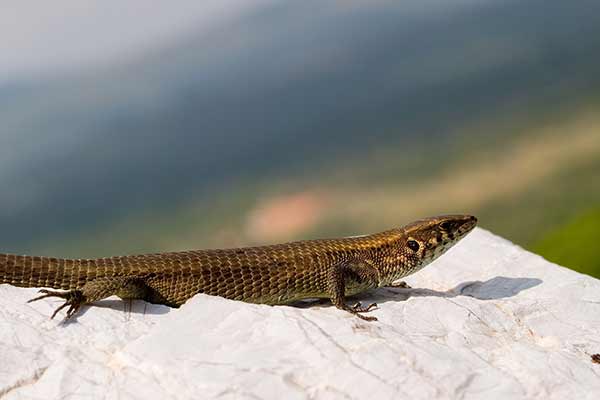 (Algyroides moreoticus)