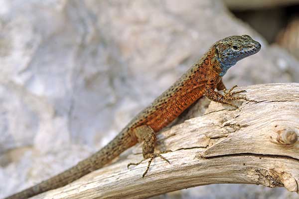 (Algyroides nigropunctatus)