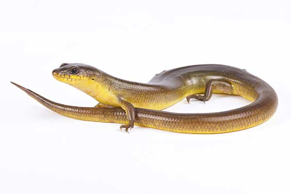 (Amphiglossus astrolabi)