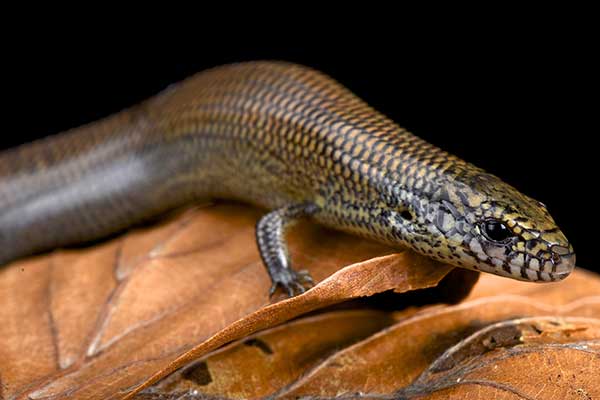 (Amphiglossus macrocercus)