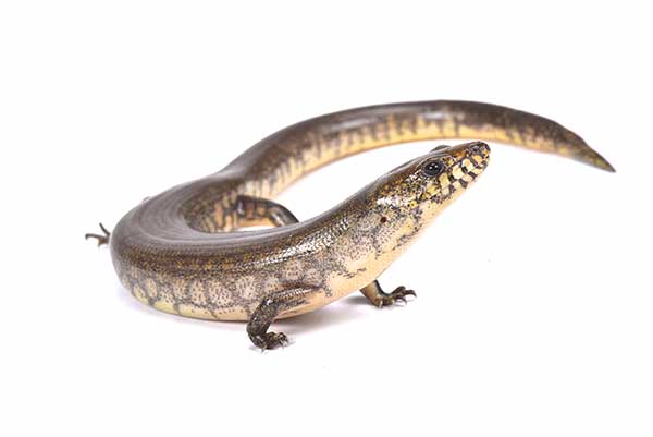(Amphiglossus reticulatus)