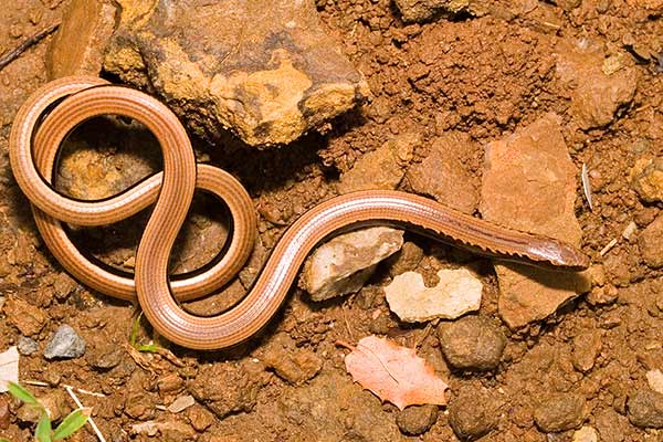 (Anguis cephallonica)