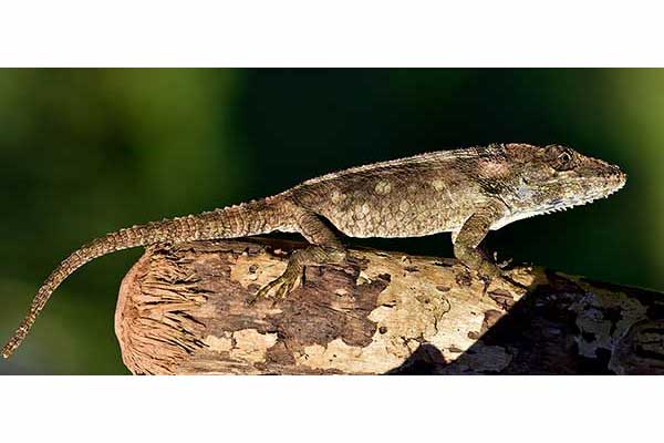 (Anolis guamuhaya)
