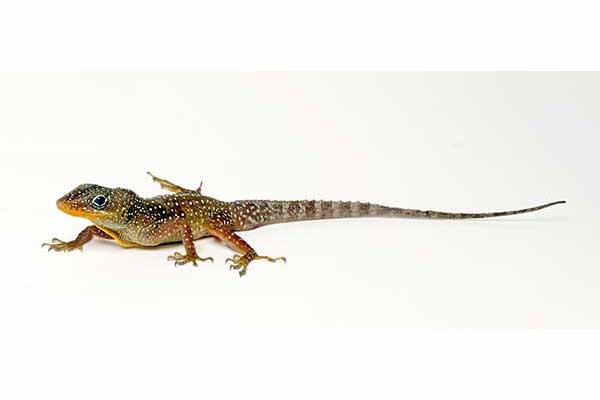 (Anolis oculatus)