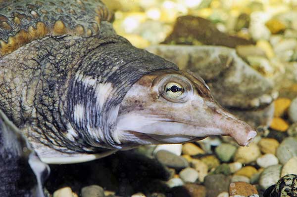 Żółówiak drapieżny (Apalone ferox)