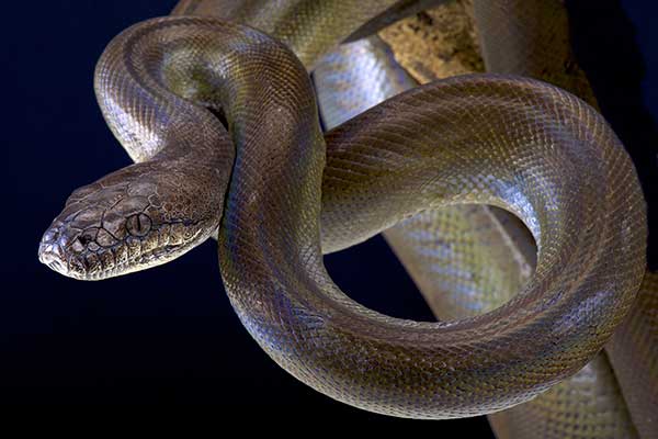 (Apodora papuana)