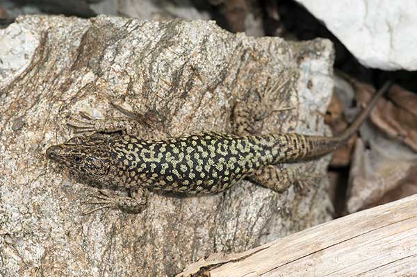(Archaeolacerta bedriagae)