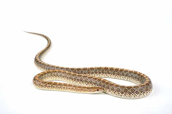 (Arizona elegans)