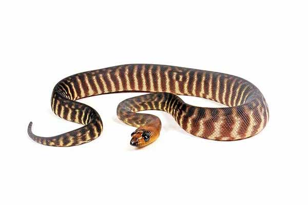 (Aspidites ramsayi)