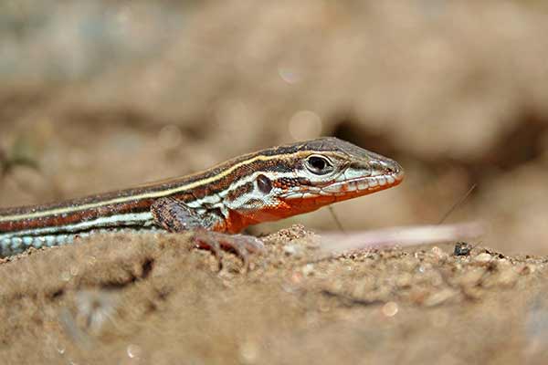 (Aspidoscelis hyperythra)