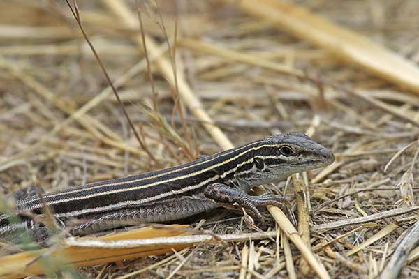 (Aspidoscelis sexlineata)