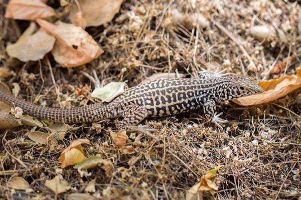 (Aspidoscelis tigris)
