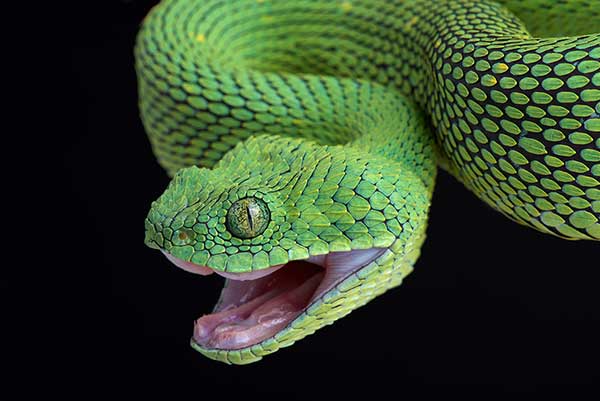 (Atheris chlorechis)