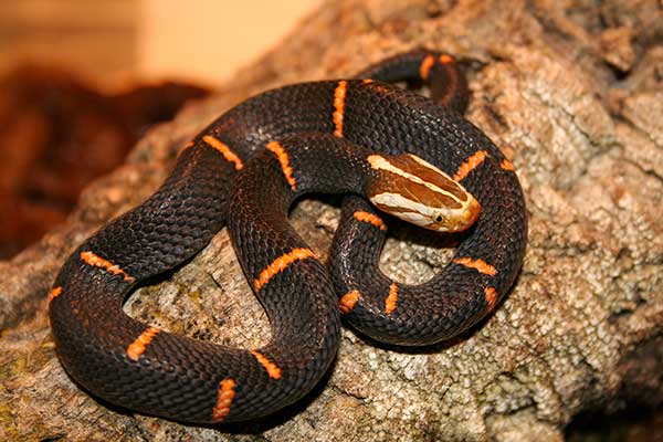 (Azemiops feae)