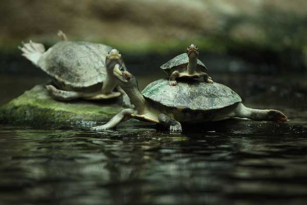 (Batagur affinis)