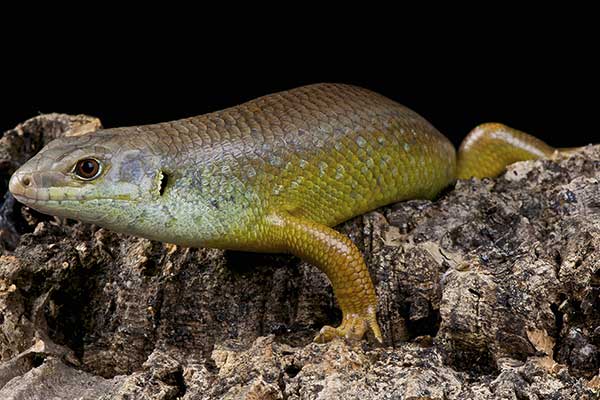 (Bellatorias frerei)