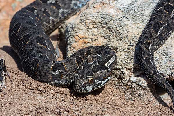 (Bitis atropos)