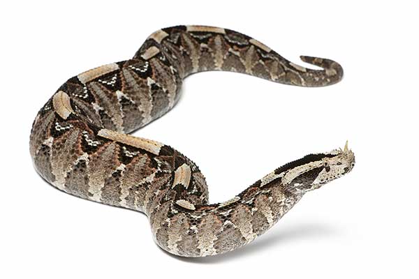Żmija rogatonosa, afrykańska żmija nosoroga (Bitis nasicornis)